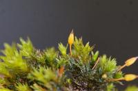 Orthotrichum anomalum