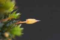 Orthotrichum anomalum