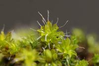 Syntrichia montana