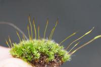 Tortula muralis