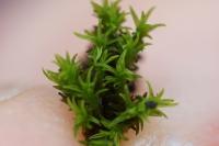 Pseudocrossidium revolutum