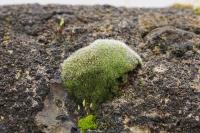 Grimmia orbicularis