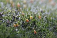 Grimmia orbicularis