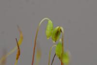 Bryum radiculosum