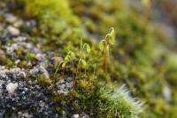 Bryum radiculosum