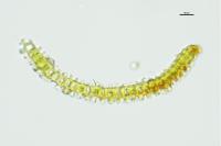 Hedwigia ciliata
