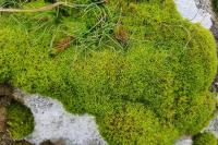 Tortella squarrosa