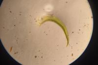 Tortella squarrosa