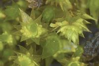 Bryum dichotomum