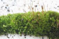 Campylopus introflexus