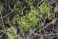 Brachythecium rutabulum