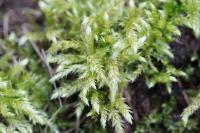 Brachythecium rutabulum