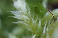 Brachythecium rutabulum