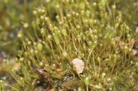 Entosthodon fascicularis