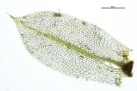 Entosthodon fascicularis