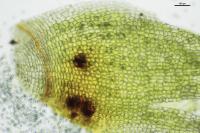 Entosthodon fascicularis