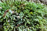 Bryum argenteum