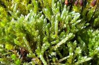 Bryum argenteum
