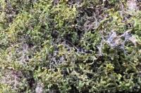 Porella platyphylla