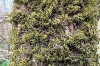 Porella platyphylla