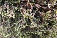 Porella platyphylla
