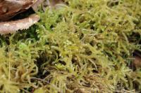 Eurhynchium striatum