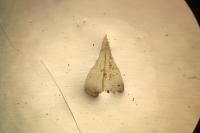 Eurhynchium striatum