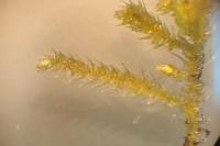 Eurhynchium striatum