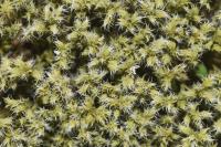 Racomitrium canescens