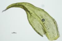 Racomitrium canescens