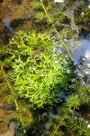 Riccia fluitans