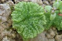 Riccia cavernosa