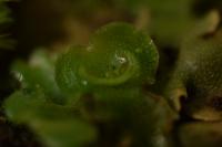 Lunularia cruciata