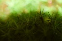 Polytrichum formosum