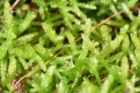 Pseudoscleropodium purum