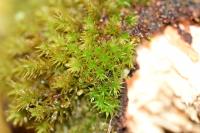 Lewinskya affinis