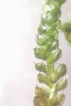 Nowellia curvifolia