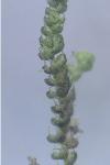 Nowellia curvifolia