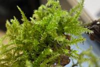 Eurhynchium striatum