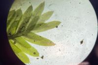 Fissidens taxifolius