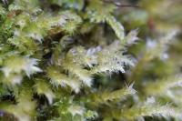 Brachythecium rutabulum