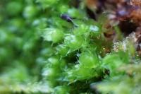 Ptychostomum capillare