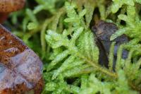 Pseudoscleropodium purum