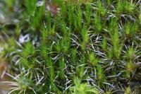 Campylopus introflexus