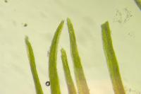 Campylopus flexuosus