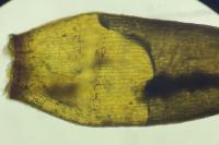 Campylopus flexuosus