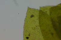 Homalia trichomanoides