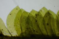 Homalia trichomanoides