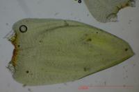 Calliergonella cuspidata