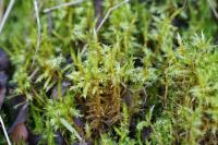 Calliergonella cuspidata